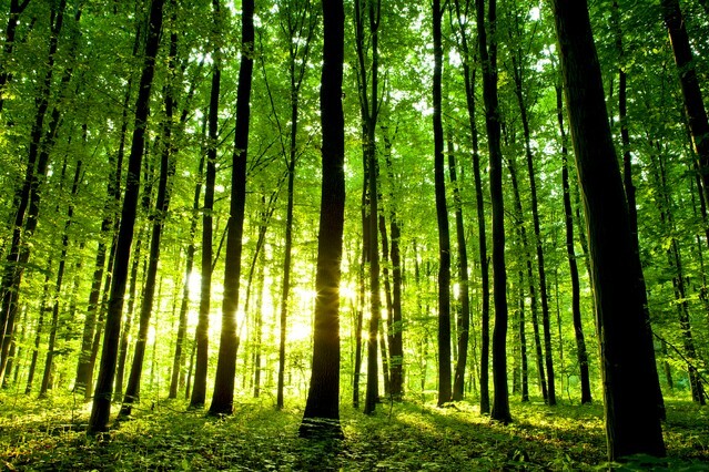 Beautiful green forest